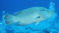   napoleon wrasse  